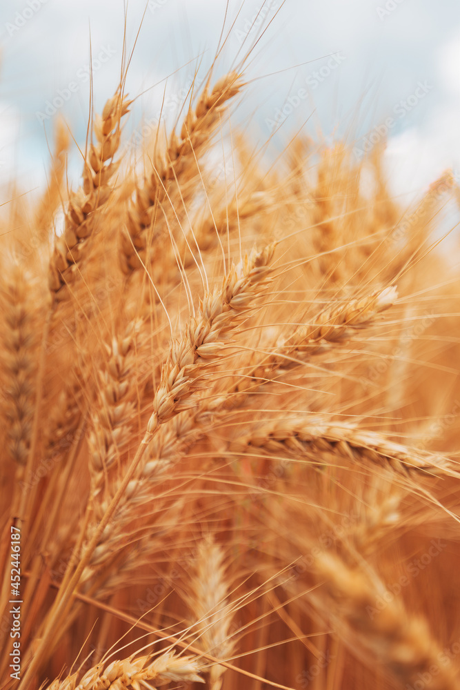 Ripe harvest ready wheat crops field in summer, cereal plant cultivation Ripe harvest ready wheat crops field in summer, cereal plant cultivation