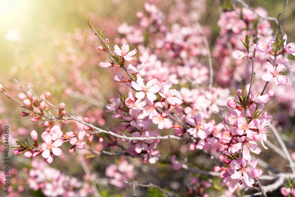 Obraz premium Wild Pink almond bloom, Spring time, Selected focus