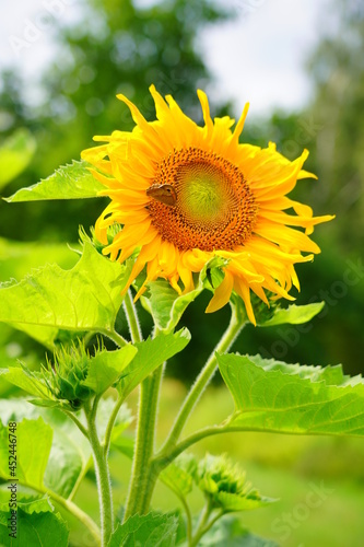 Helianthus annuus Beautiful yellow sunflower plant 