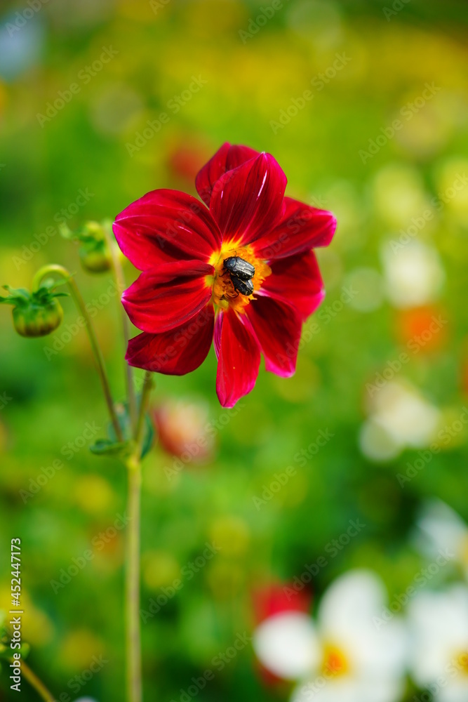 Dahlia, georginia and insect - Beautiful dahlia flower in the garden Dahlia, georginia and insect - Beautiful dahlia flower in the garden