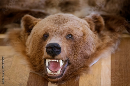 The head of a stuffed bear with a bared mouth and fangs.