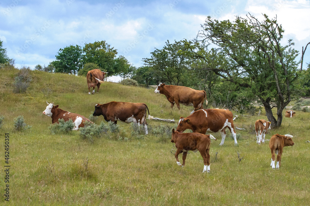 cows in the field - koeien
