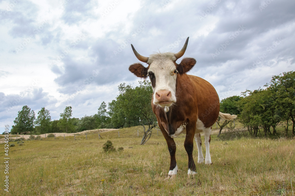 cow in the field