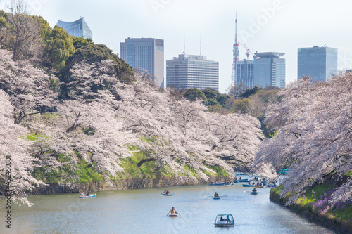 満開の桜並木の千鳥ヶ淵でボートを楽しむ人々　東京都