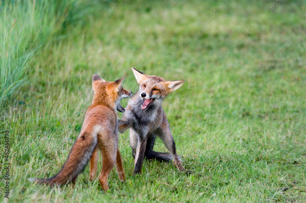 red fox vulpes - jonge spelende vossen