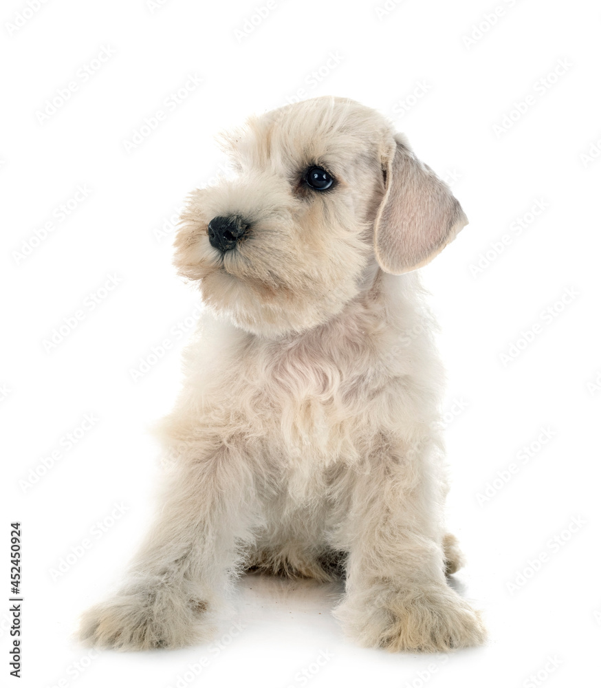 Obraz premium puppy miniature schnauzer in studio