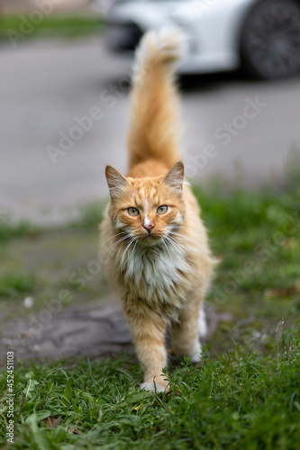 red cat on the grass