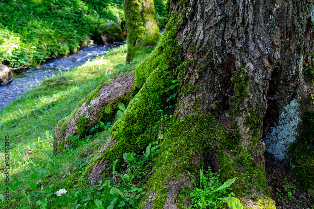 Small and fast stream in the old forest. Small and fast stream in the old forest.