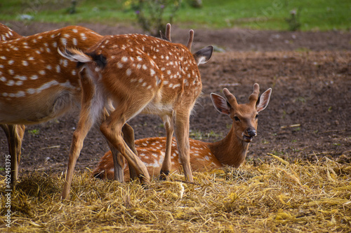 deer in the woods