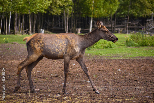 deer in the woods