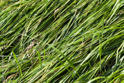 green plants and grass close up
