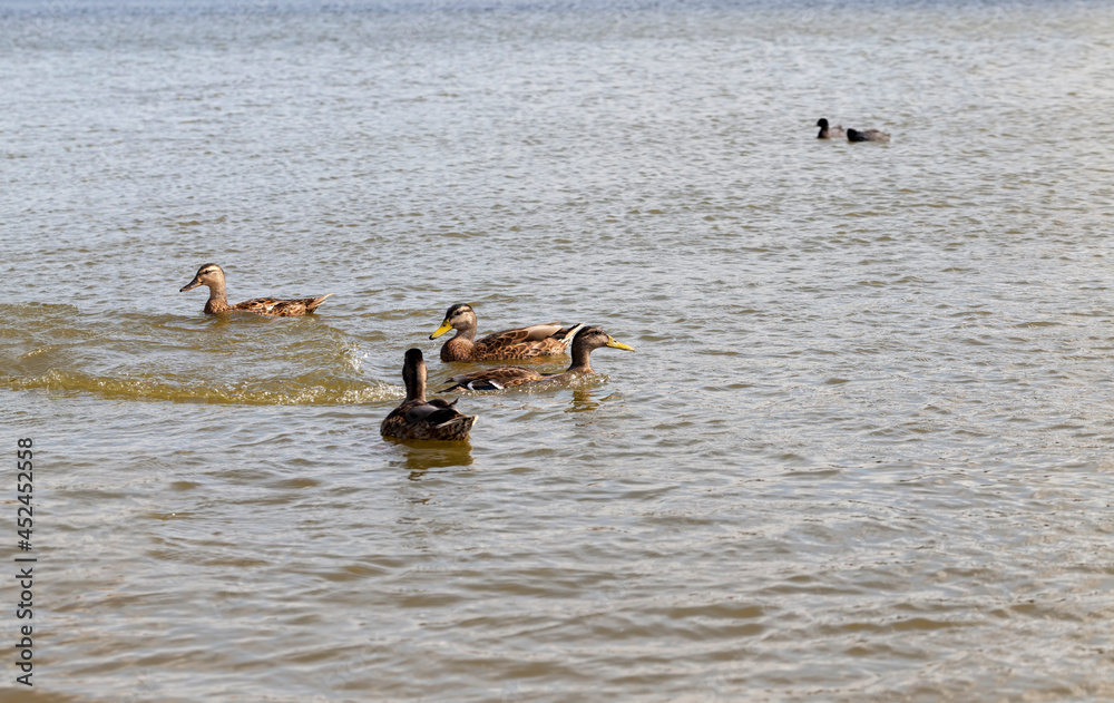 beautiful wild ducks in nature, wild nature beautiful wild ducks in nature, wild nature