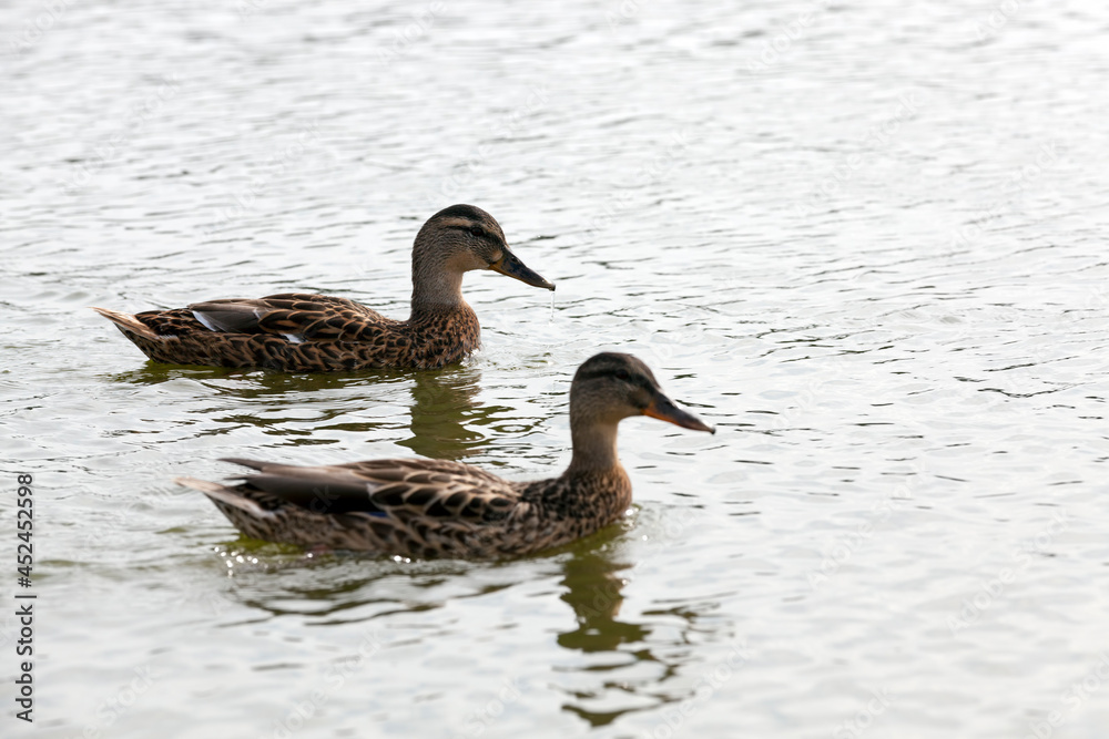 wild waterfowl ducks near their habitat