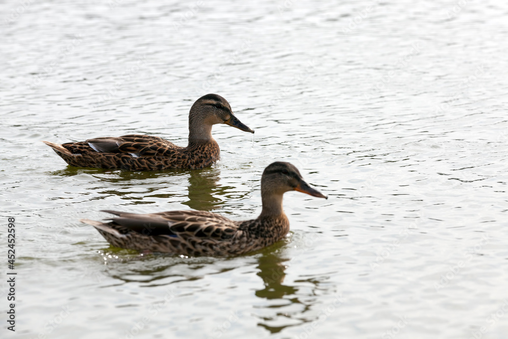 wild waterfowl ducks near their habitat wild waterfowl ducks near their habitat