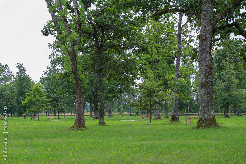 The road between the trees.