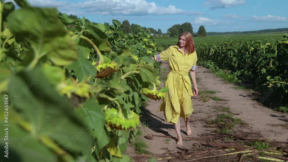 Female touching sunflowers. Field of ripe sunflowers. Female touching sunflowers. Field of ripe sunflowers.