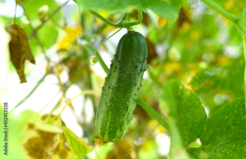 Ripe cucumber growing in the garden