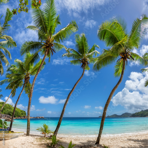 Fototapeta Naklejka Na Ścianę i Meble -  Coco palms on tropical white sand beach and the turquoise sea on Caribbean island. Summer vacation and tropical beach concept.