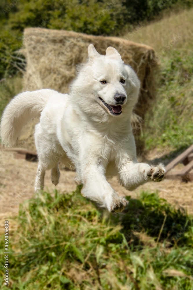 White Dog Jump White Dog Jump