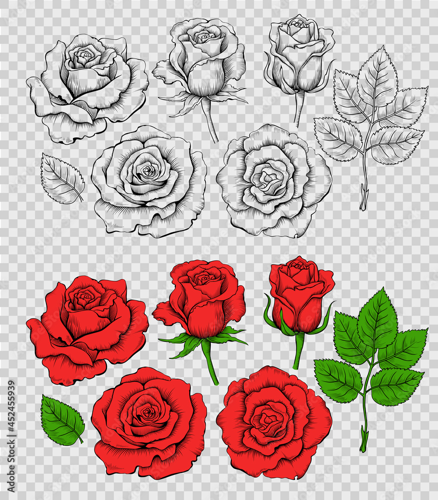 Set of hand drawn outline and colored rose flowers in vintage style. Vector drawing isolated on imitation transparent background - obrazy, fototapety, plakaty 