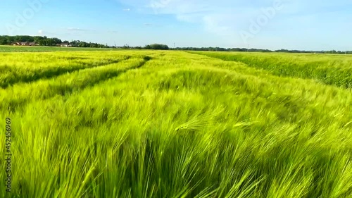 A wheat field swinging on a windy day in region Prekmurje, Slovenia photo