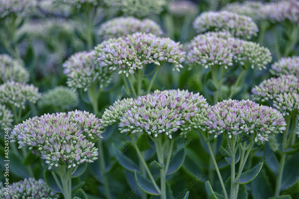 White inflorescences with a pink shade of the Ochitnik plant close-up in the uniform illumination of a summer morning. Organic background White inflorescences with a pink shade of the Ochitnik plant close-up in the uniform illumination of a summer morning. Organic background