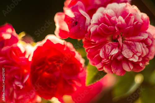 czerwone róże na rozmytym tle w ogrodzie © Henryk Niestrój