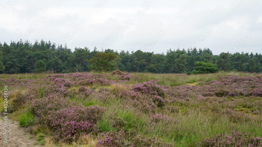 Heathland in the Netherlands Rucphense Heide moors in the south Heathland in the Netherlands Rucphense Heide moors in the south