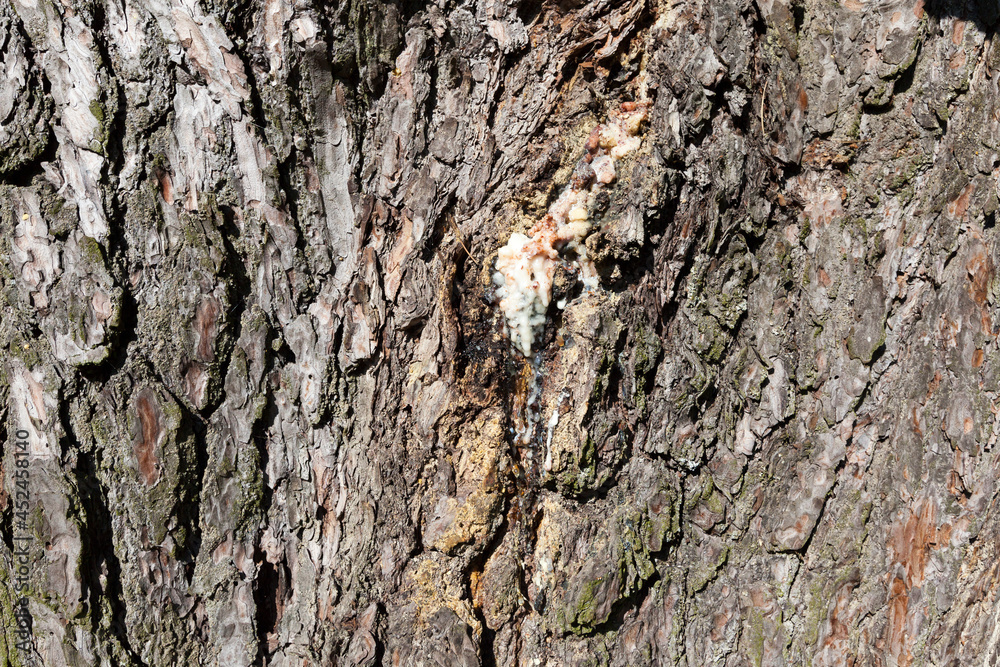 the bark of a tree with the features of its structure the bark of a tree with the features of its structure