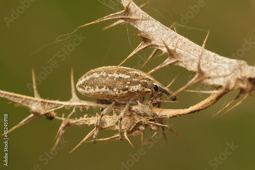 Closeup on a well camouflaged weevil, Larinus rusus, hiding among the spines of a dried and curled thistle photo