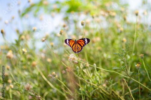 butterfly on flower
