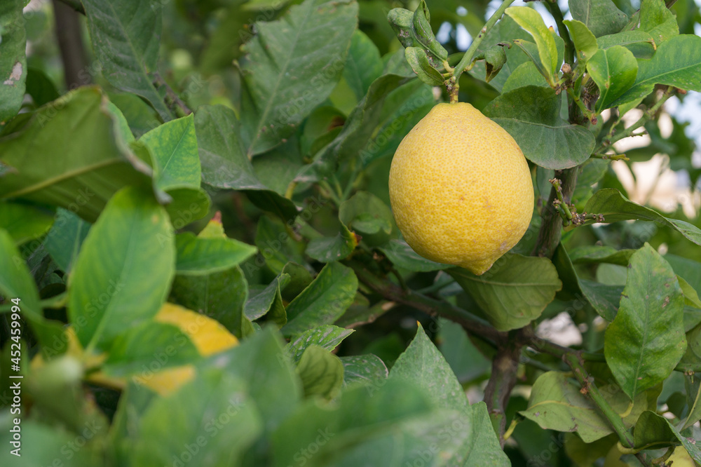 Ripe lemon hanging from the lemon tree in an orchard. Ripe lemon hanging from the lemon tree in an orchard.