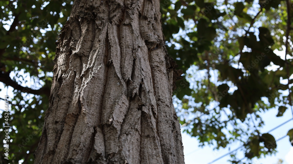 Bark and trunk of a tree. Vertical view of bark on tree trunk in nature on blurred green leaf background with copy space. Choose to focus on the subject closely.