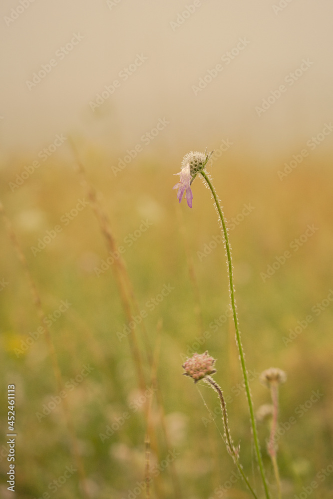 Obraz premium flower close up