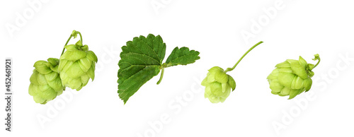 Set of hops with green cones and leaves