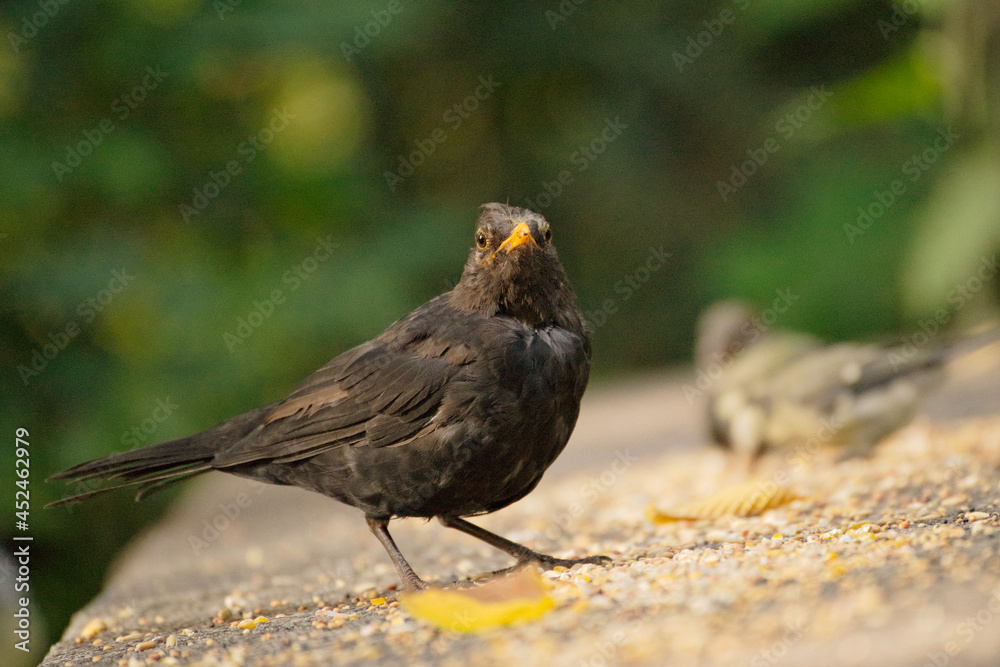 Obraz premium Amsel