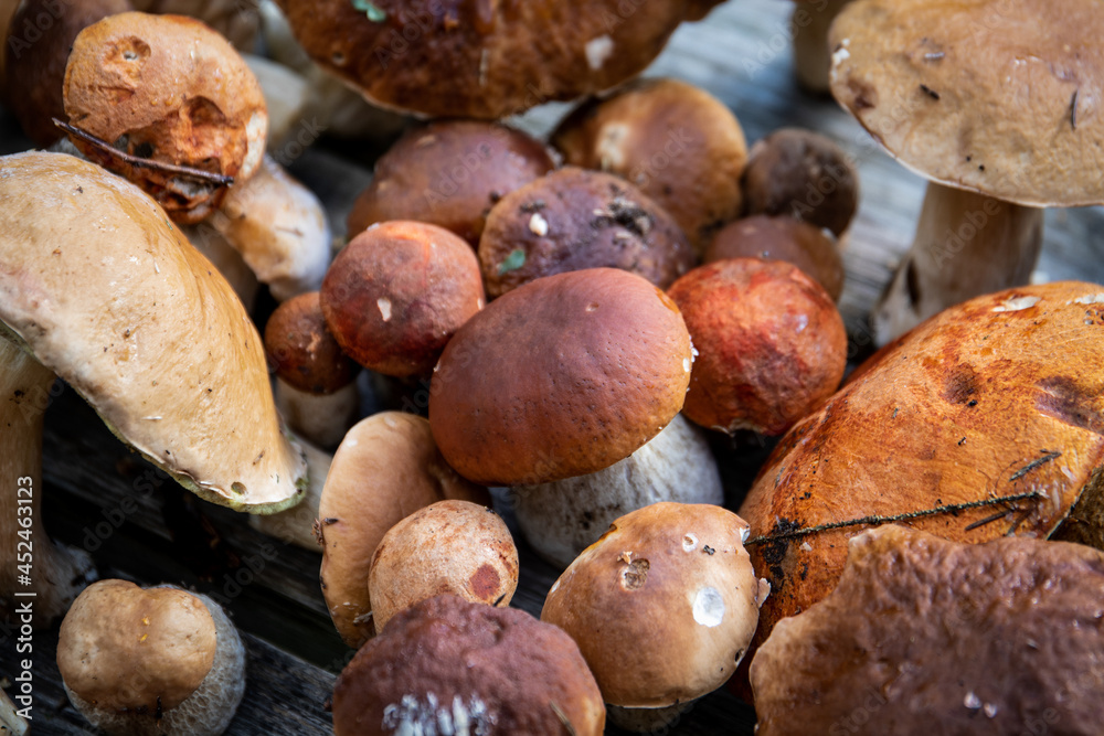 Various wild mushrooms. Mushroom picking, Leisure and cooking Various wild mushrooms. Mushroom picking, Leisure and cooking