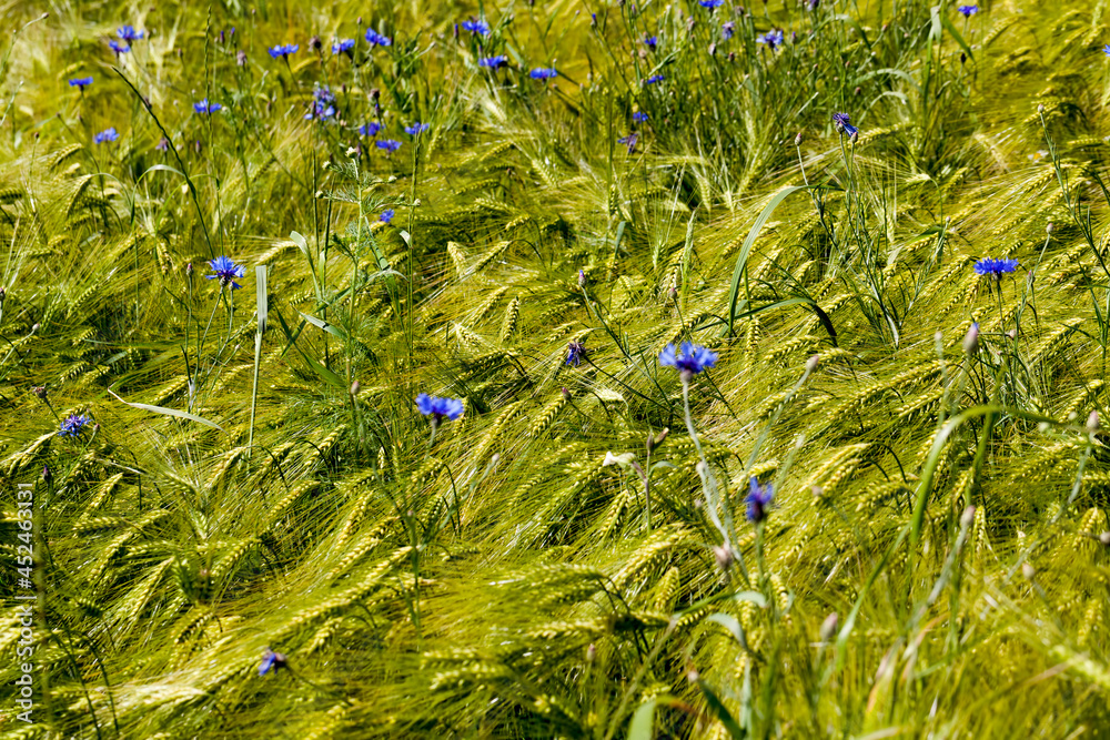 Fototapeta premium blue cornflowers growing in summer