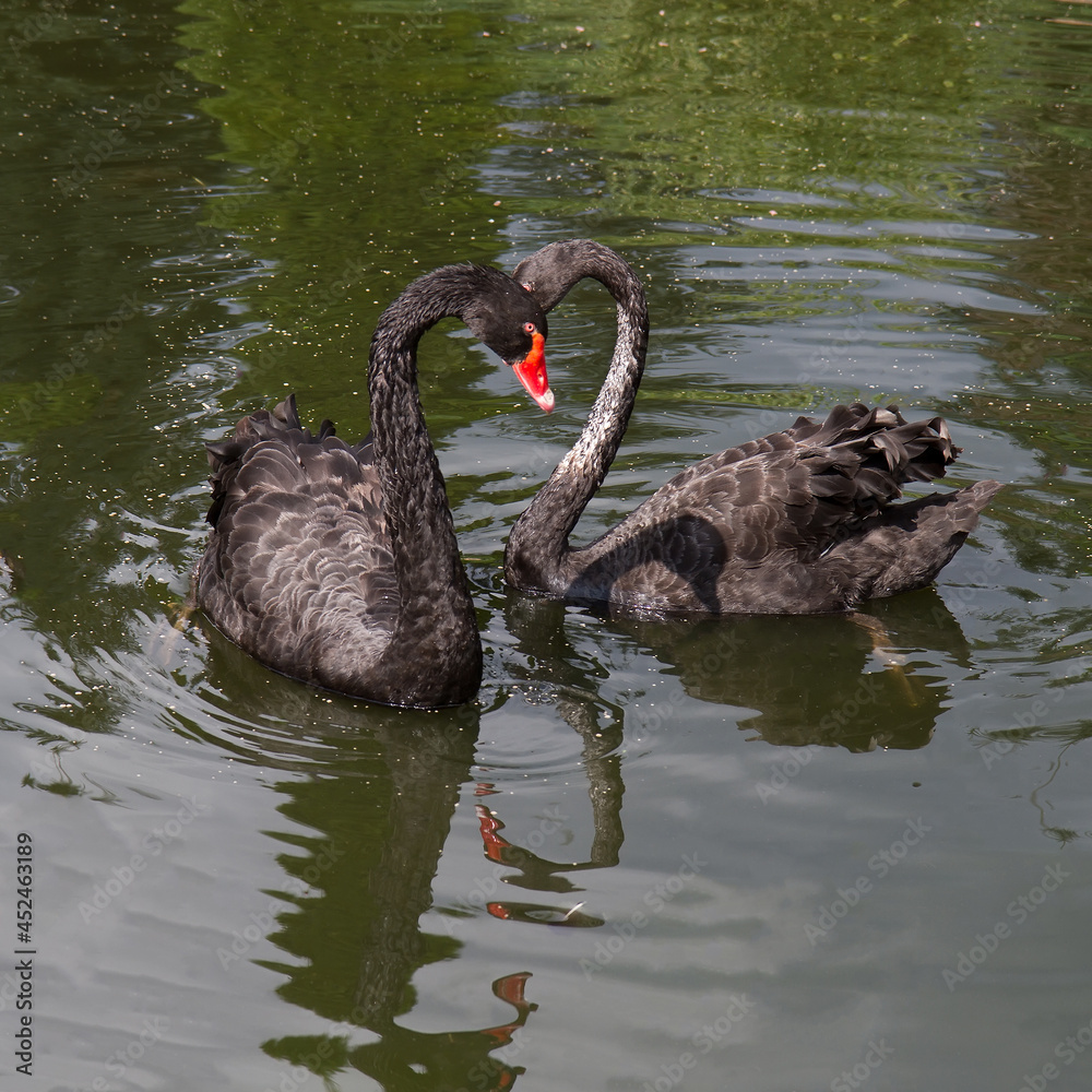 Fototapeta premium A pair of black swans on the surface of the lake.