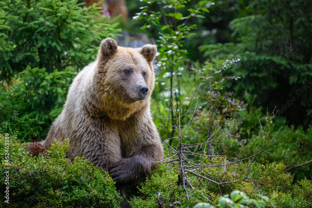 Wild Brown Bear in the summer forest. Animal in natural habitat. Wildlife scene Wild Brown Bear in the summer forest. Animal in natural habitat. Wildlife scene