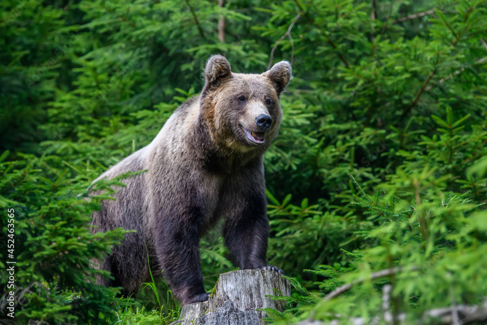 Wild Brown Bear in the summer forest. Animal in natural habitat. Wildlife scene Wild Brown Bear in the summer forest. Animal in natural habitat. Wildlife scene