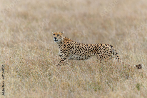 Cheetah (Acinonyx jubatus) male hunting on the plains in Masai Mara National Reserve in Kenya