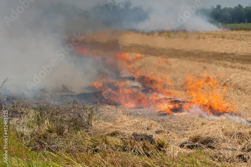 fire in the field