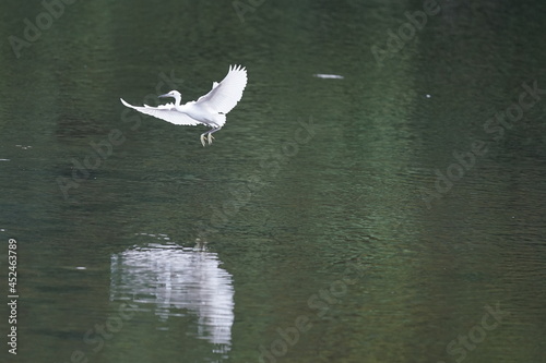 egret in the pond