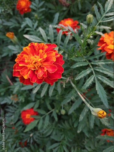 red poppy flower © Larisa