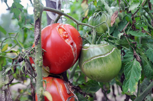 Cracking of tomato fruits on a bush during ripening.
