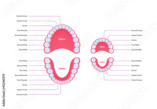 Dental jaw and tooth anatomy chart. Vector biomedical illustration. Permanent and primary teeth scheme with text isolated on white background. Design for healthcare, dentistry, education