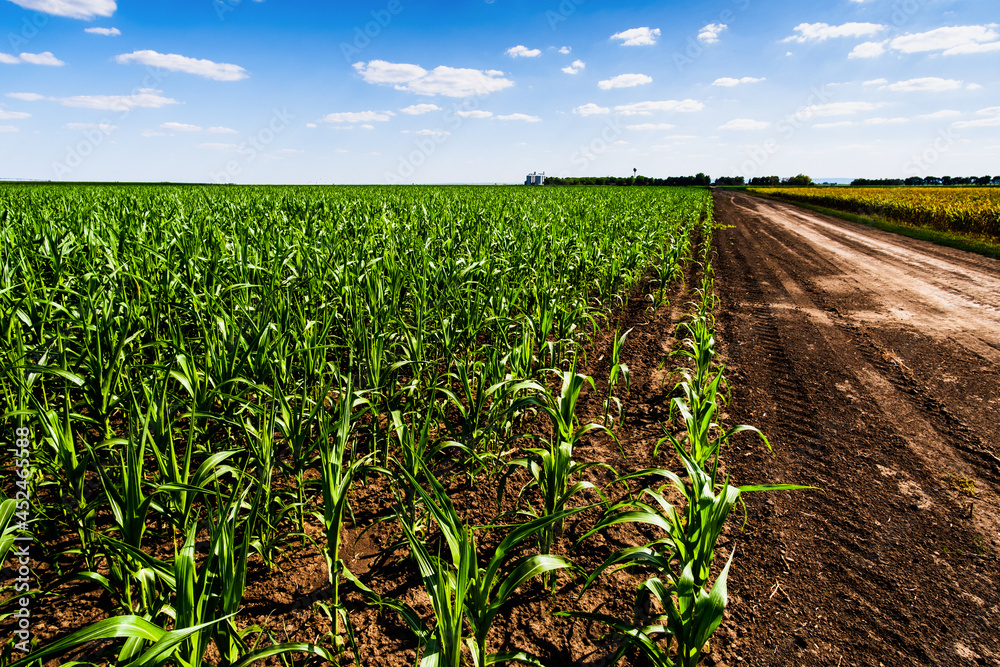 Corn field in summertime. Landscape image of green corn field with blue sky. Countryside scene with country road between two agricultural fields.