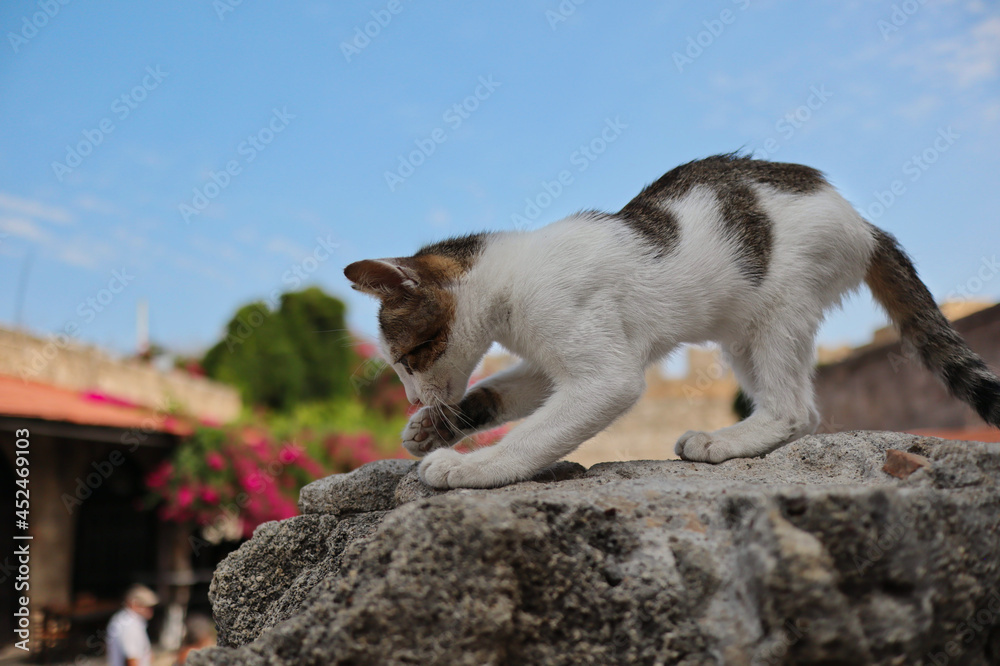Young Stray Cat Poses on Stone in Old Town of Rhodes. Cute Feral Kitten in Summer Rhodes. Young Stray Cat Poses on Stone in Old Town of Rhodes. Cute Feral Kitten in Summer Rhodes.