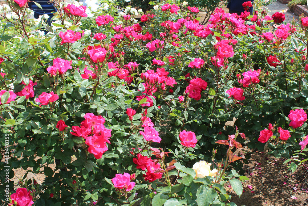 Fototapeta premium 満開の薔薇